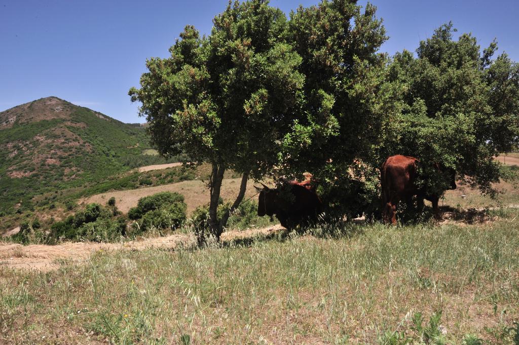 阿勃丝Agriturismo Rocca Su Moru别墅 外观 照片